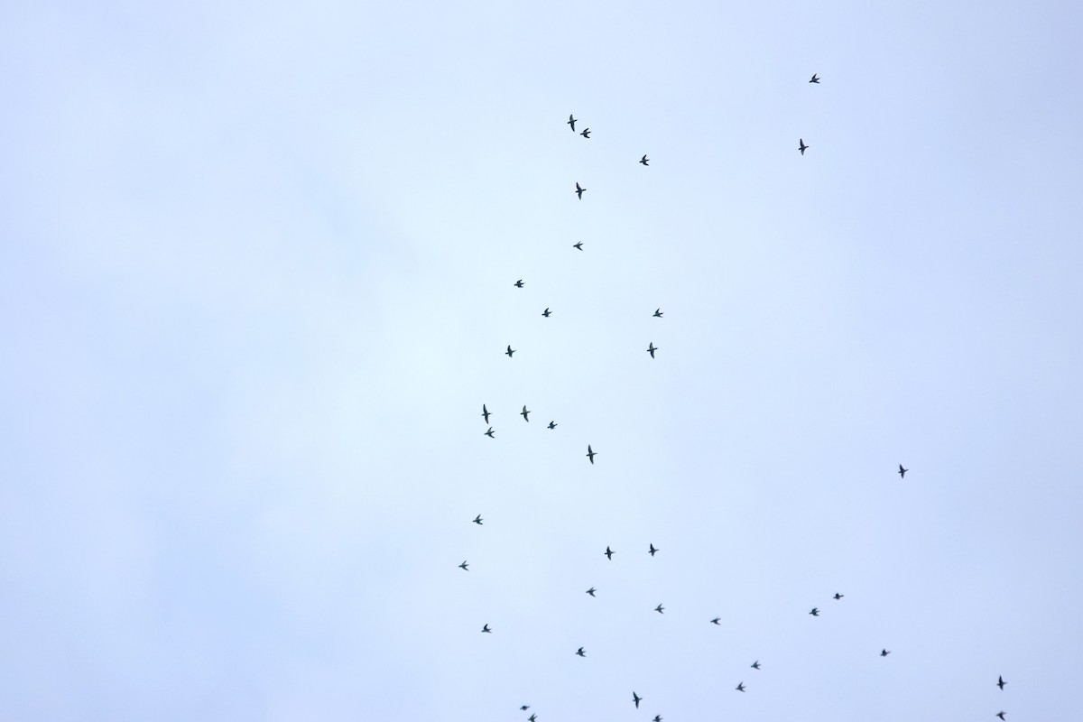 Barred Parakeet - ML641442440