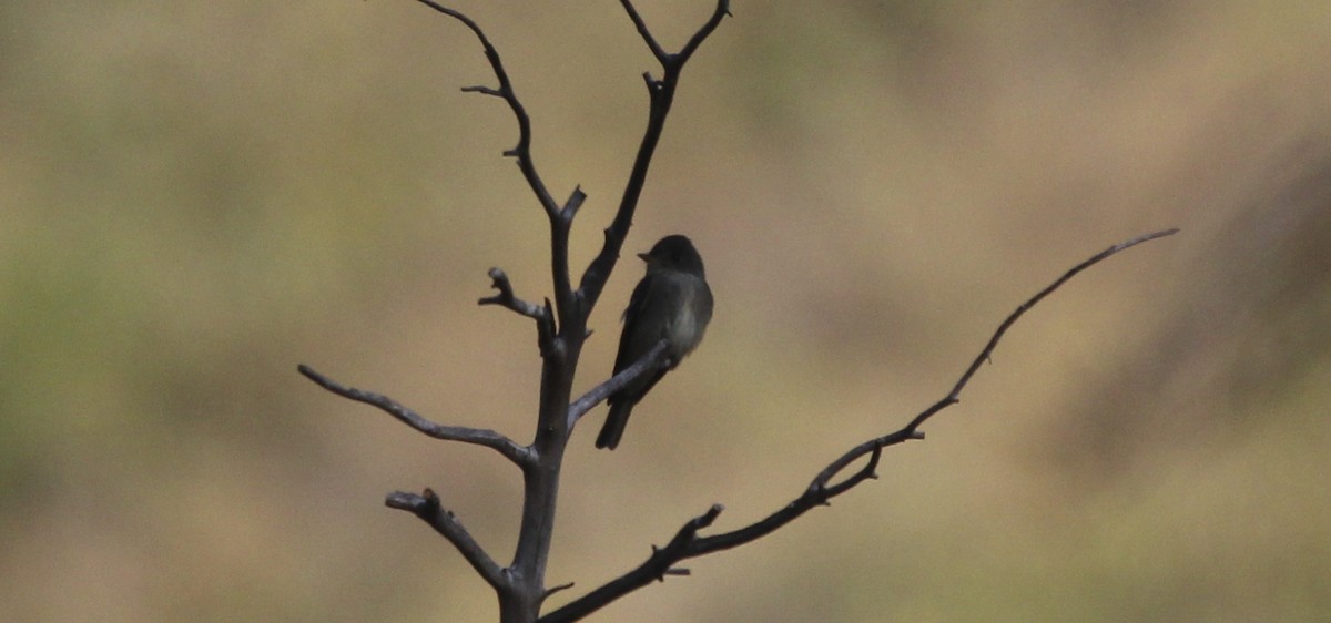 Western Wood-Pewee - ML641442470