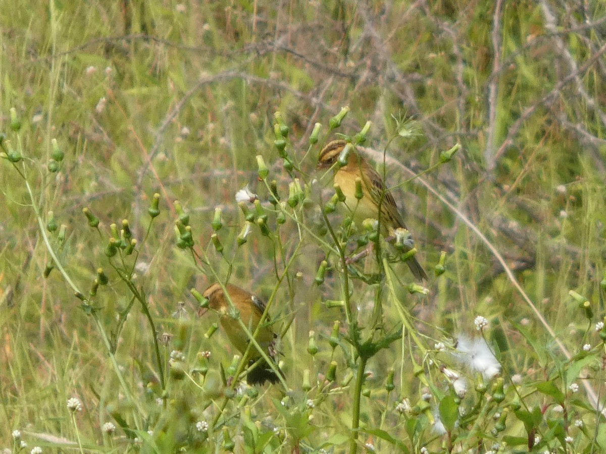 Bobolink - ML641442473