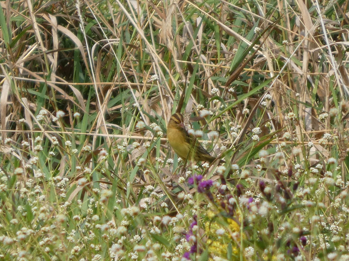 Bobolink - ML641442474