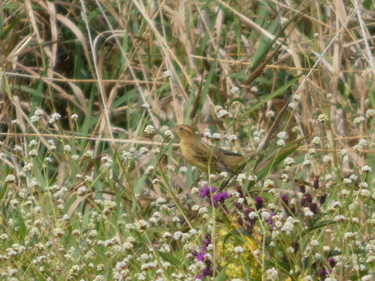 Bobolink - ML641442475