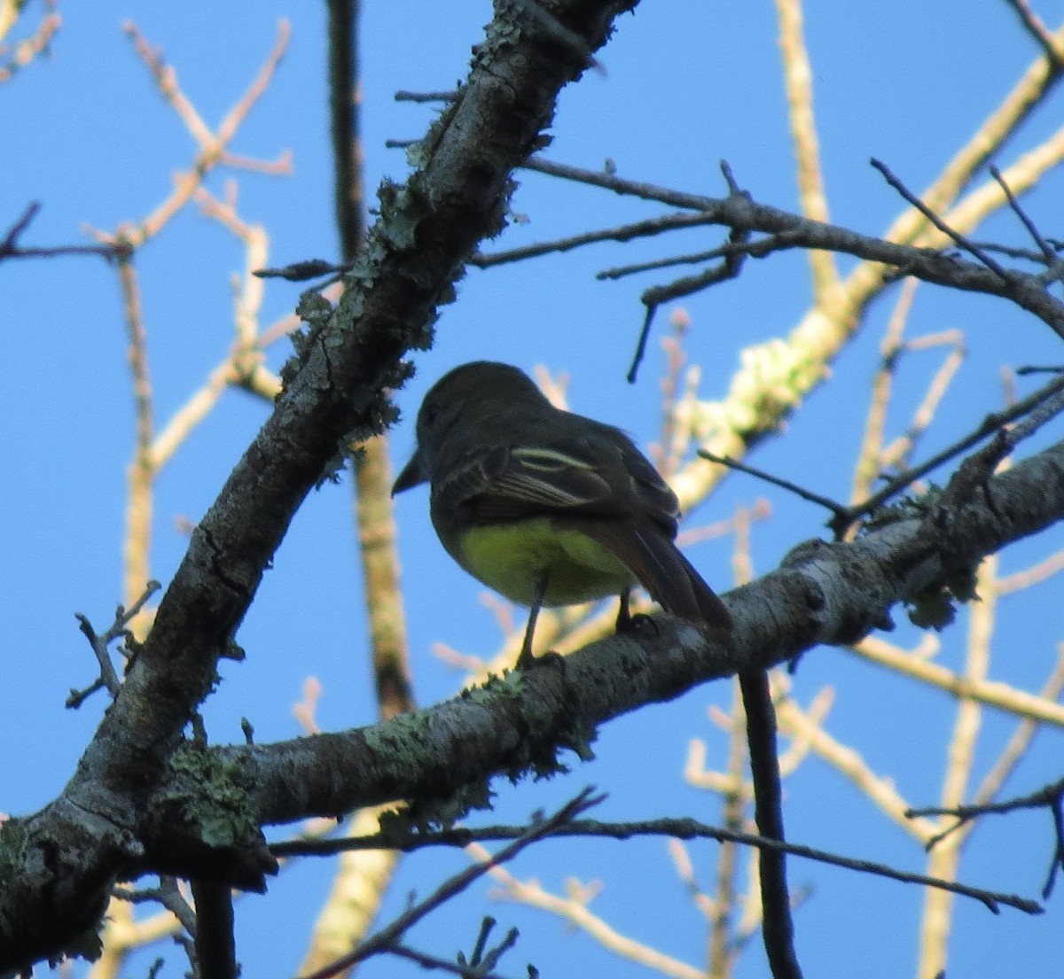 Great Crested Flycatcher - ML641442482