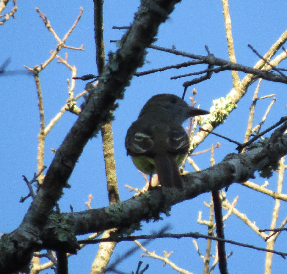 Great Crested Flycatcher - ML641442483