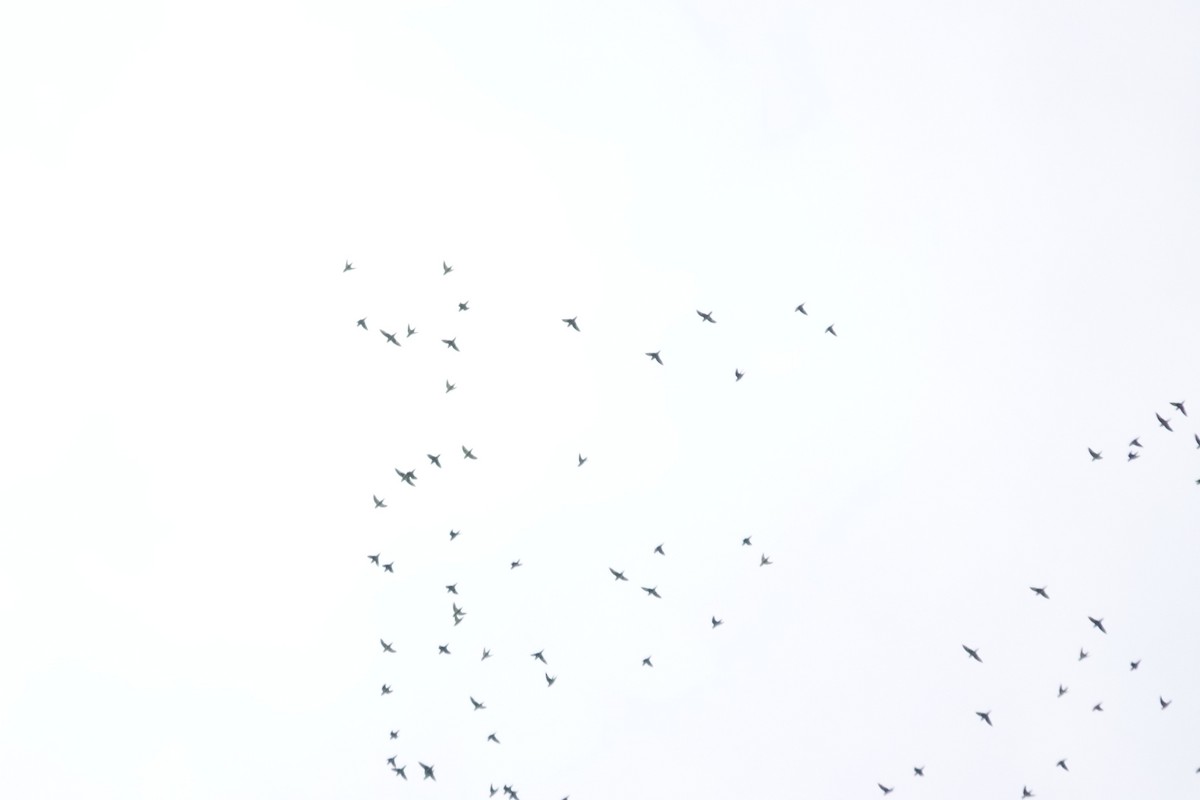 Barred Parakeet - ML641442484