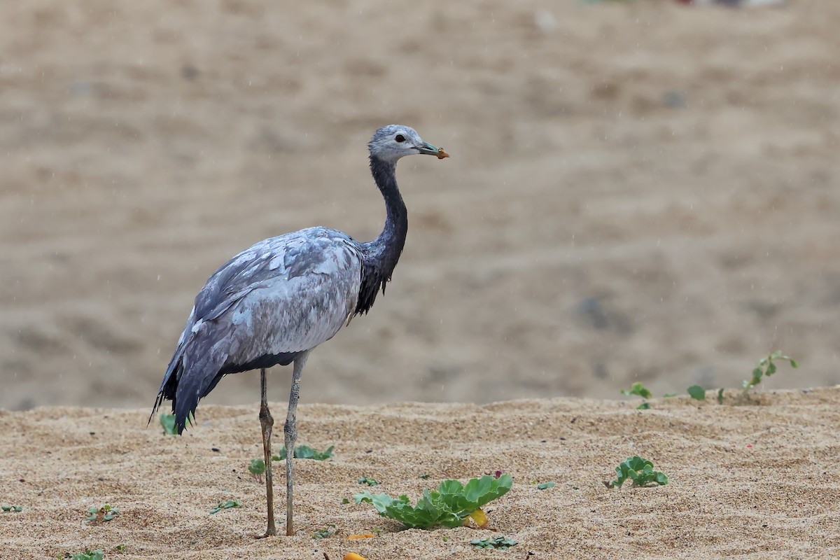 Demoiselle Crane - ML641442486