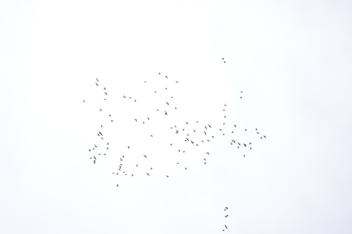 Barred Parakeet - ML641442489