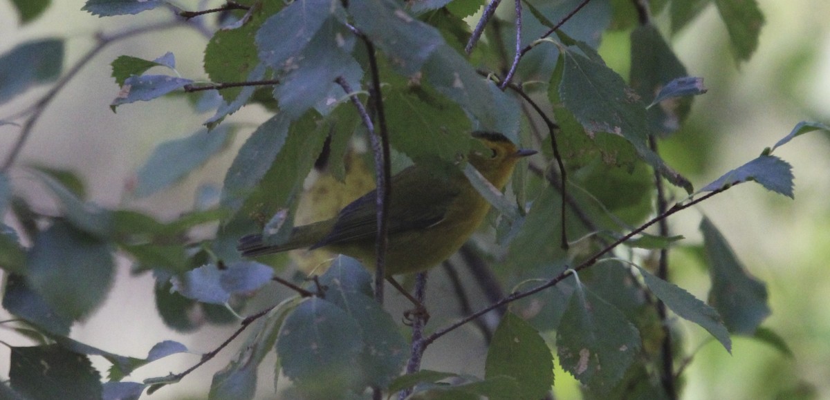 Wilson's Warbler - ML641442492