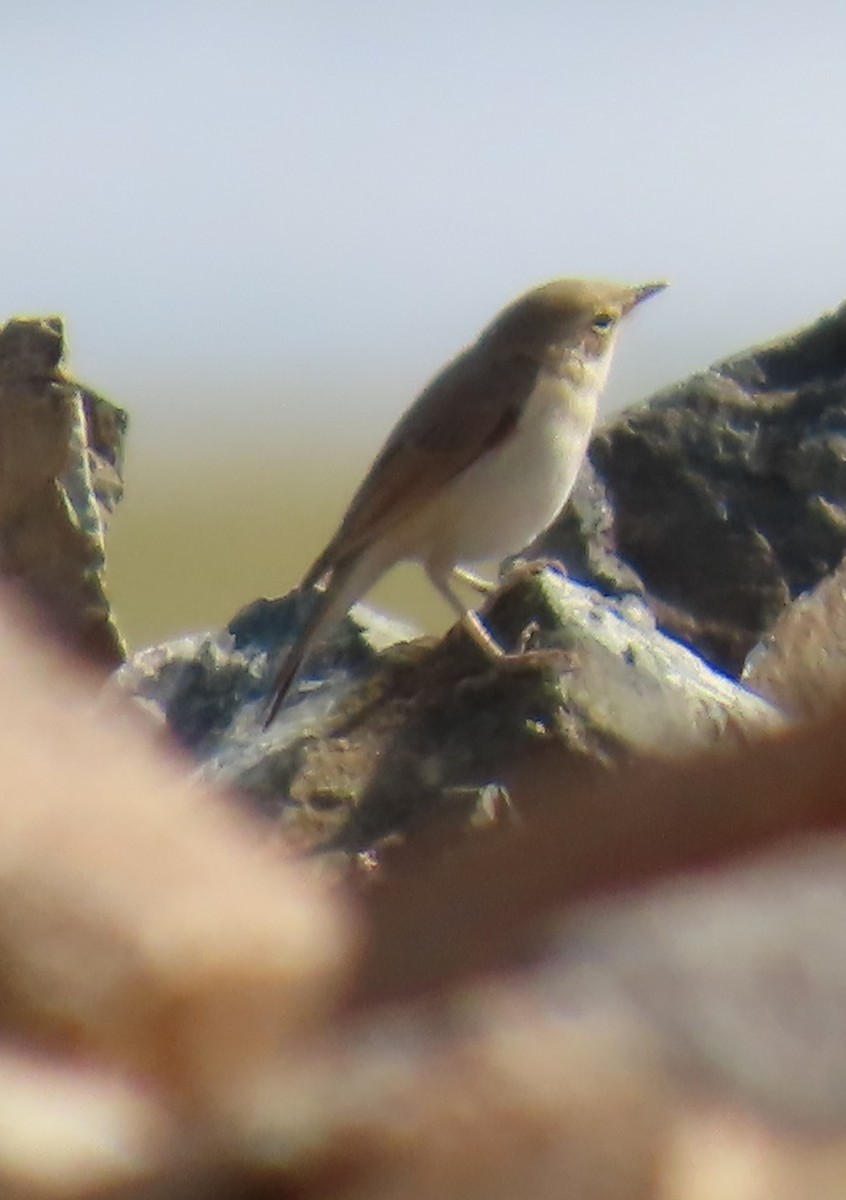 Booted Warbler - ML641442519