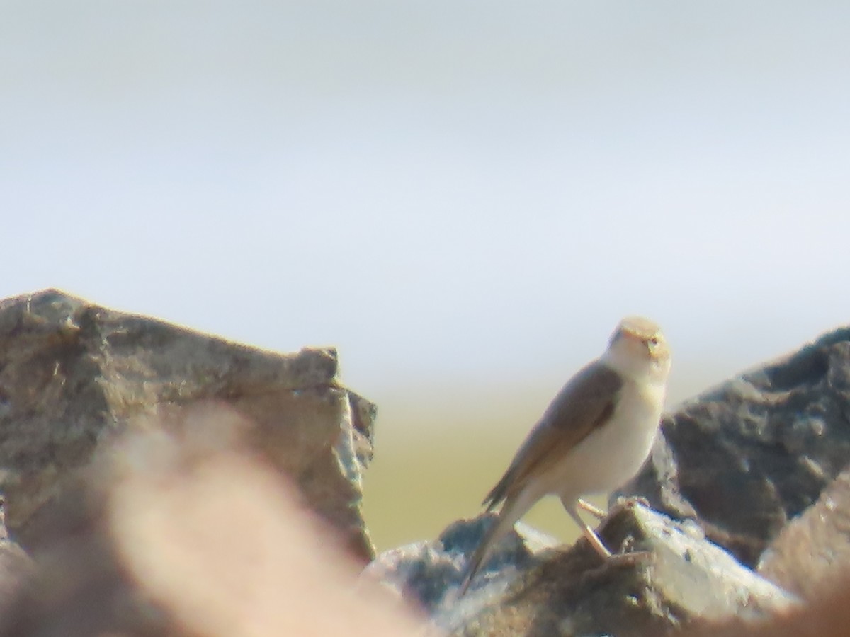 Booted Warbler - ML641442520