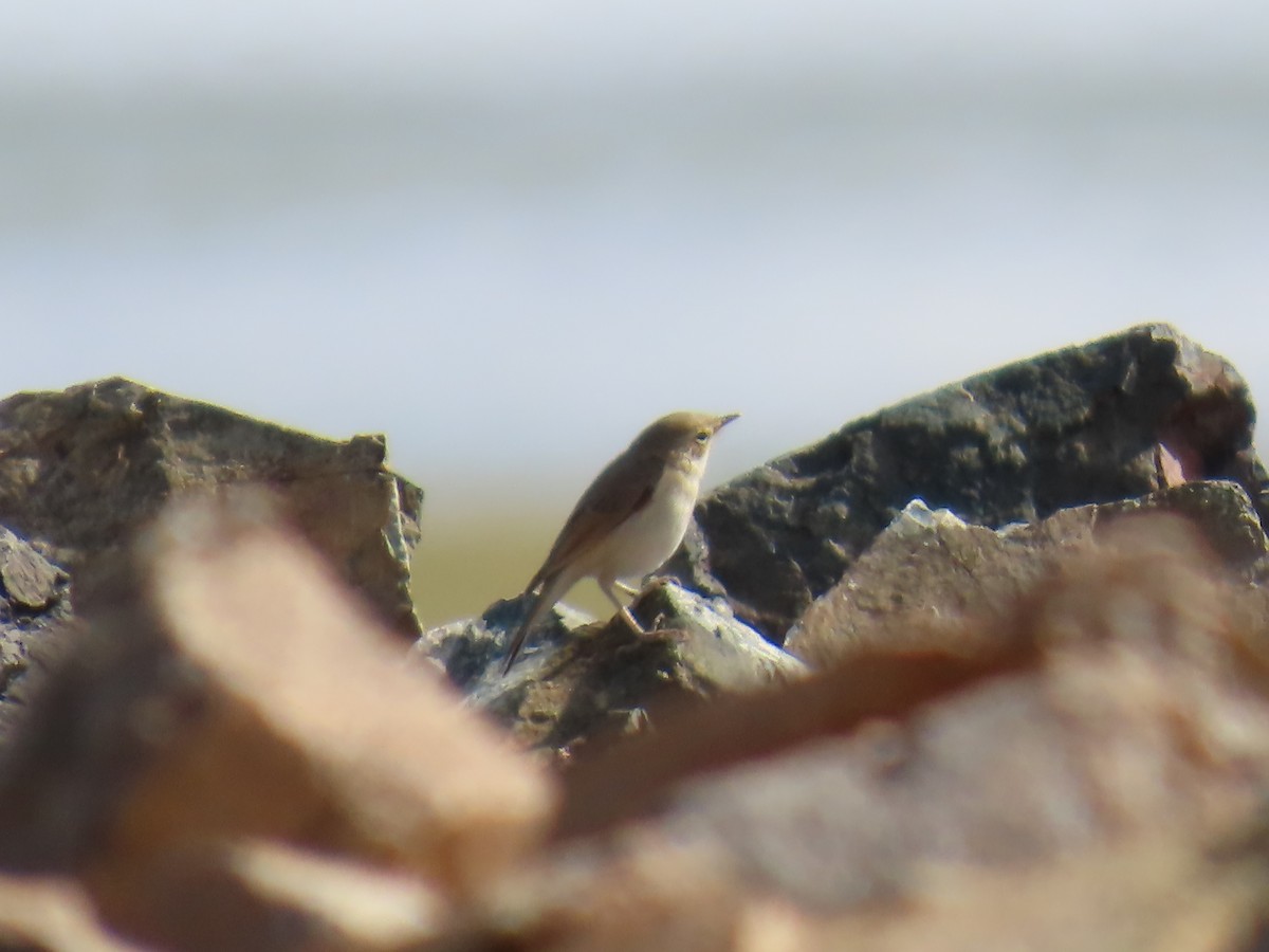 Booted Warbler - ML641442521