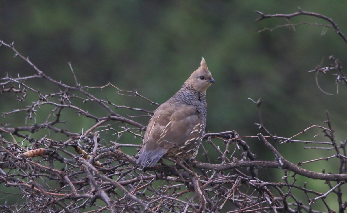 Scaled Quail - ML641442544