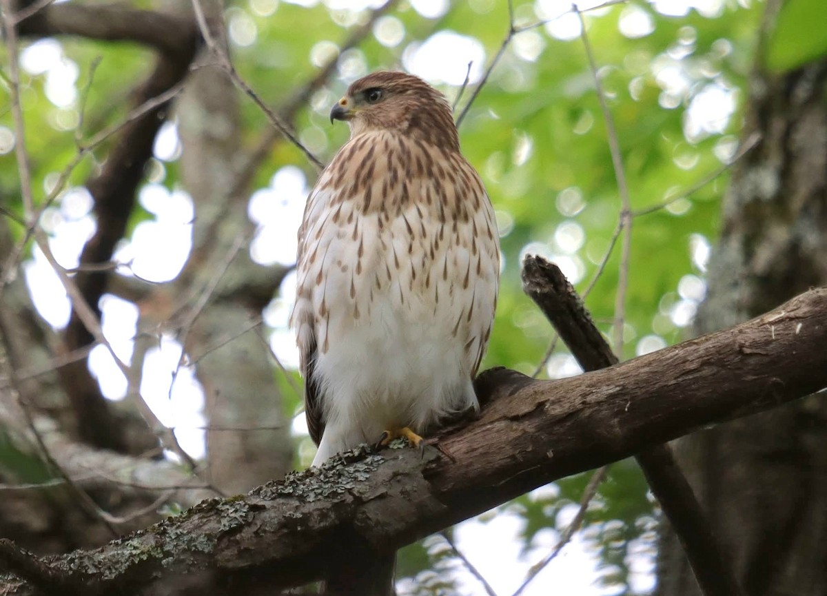 Cooper's Hawk - ML641442554