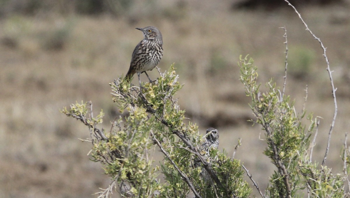 Sage Thrasher - ML641442586