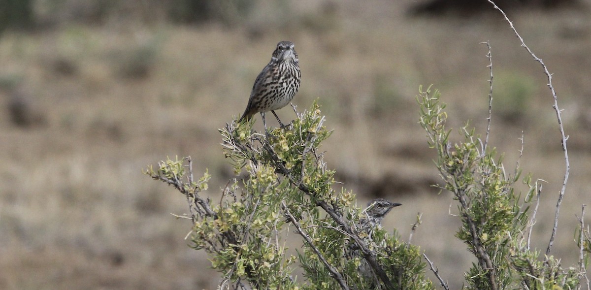 Sage Thrasher - ML641442587