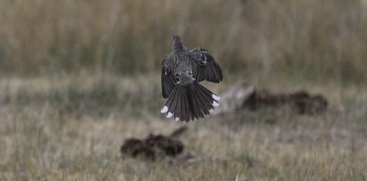 Sage Thrasher - ML641442588