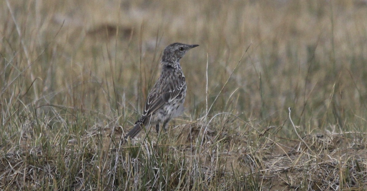Sage Thrasher - ML641442589