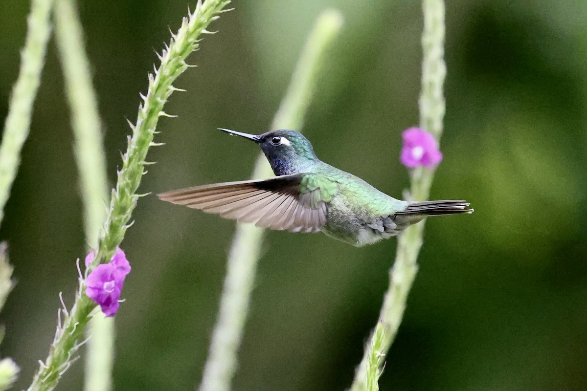 Violet-headed Hummingbird - ML641442592