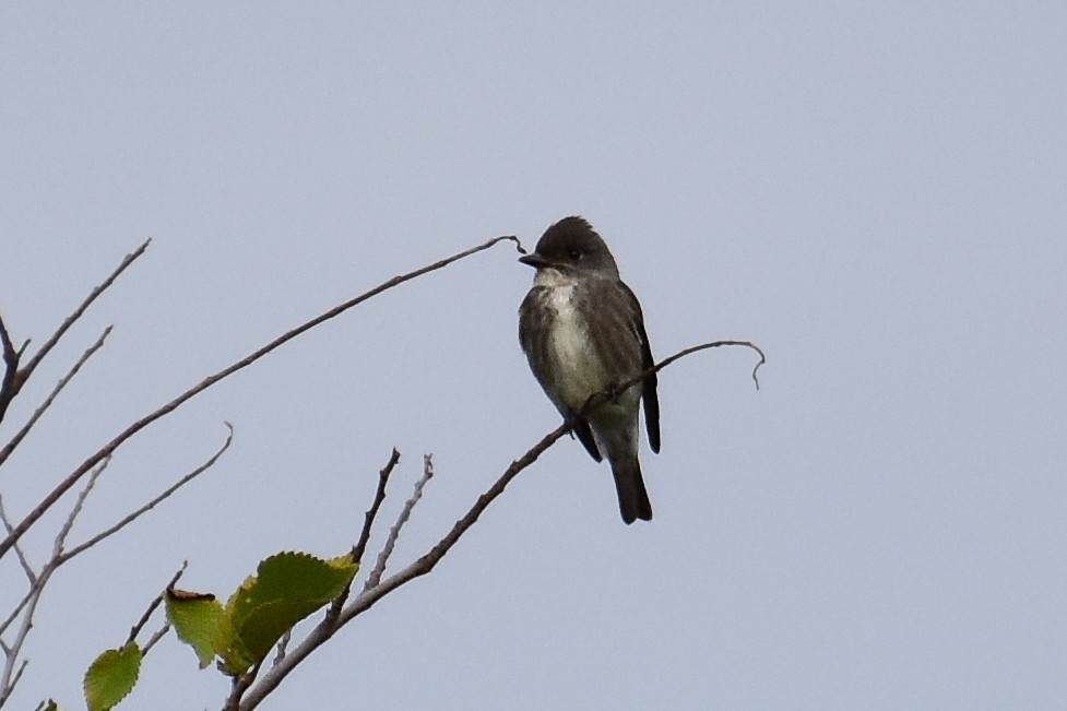 Olive-sided Flycatcher - ML641442623