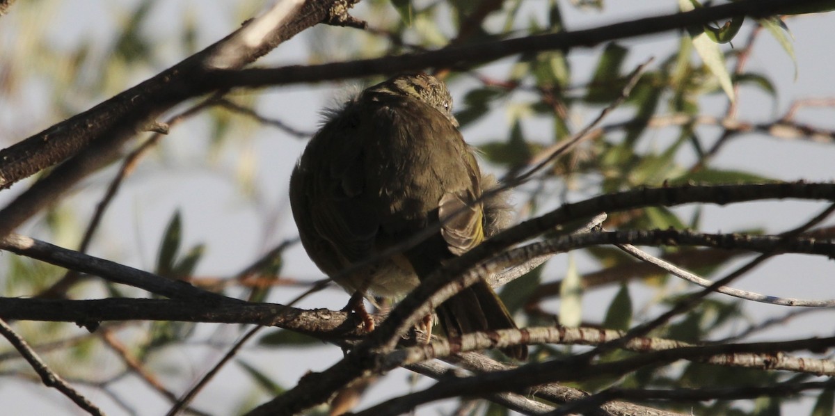 Green-tailed Towhee - ML641442625
