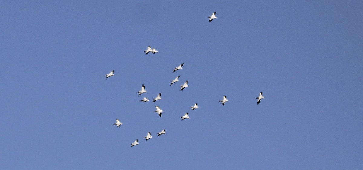 American White Pelican - ML641442651