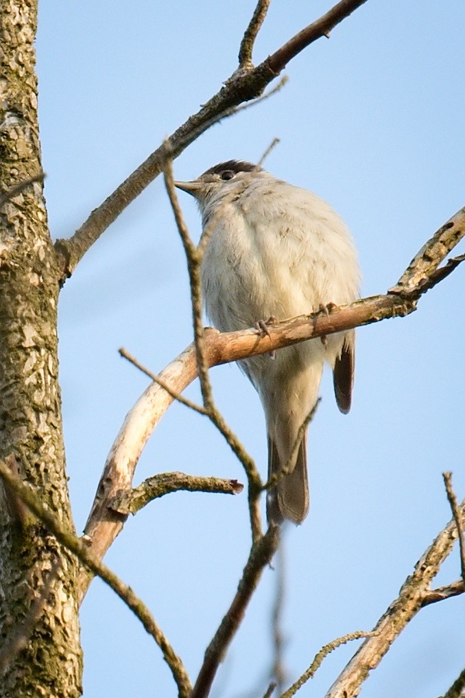 Eurasian Blackcap - ML641442706