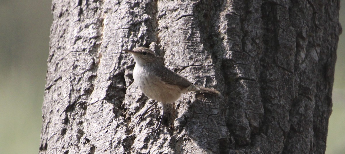 Rock Wren - ML641442738