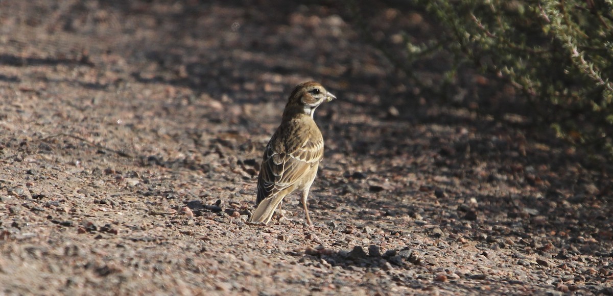 Lark Sparrow - ML641442746