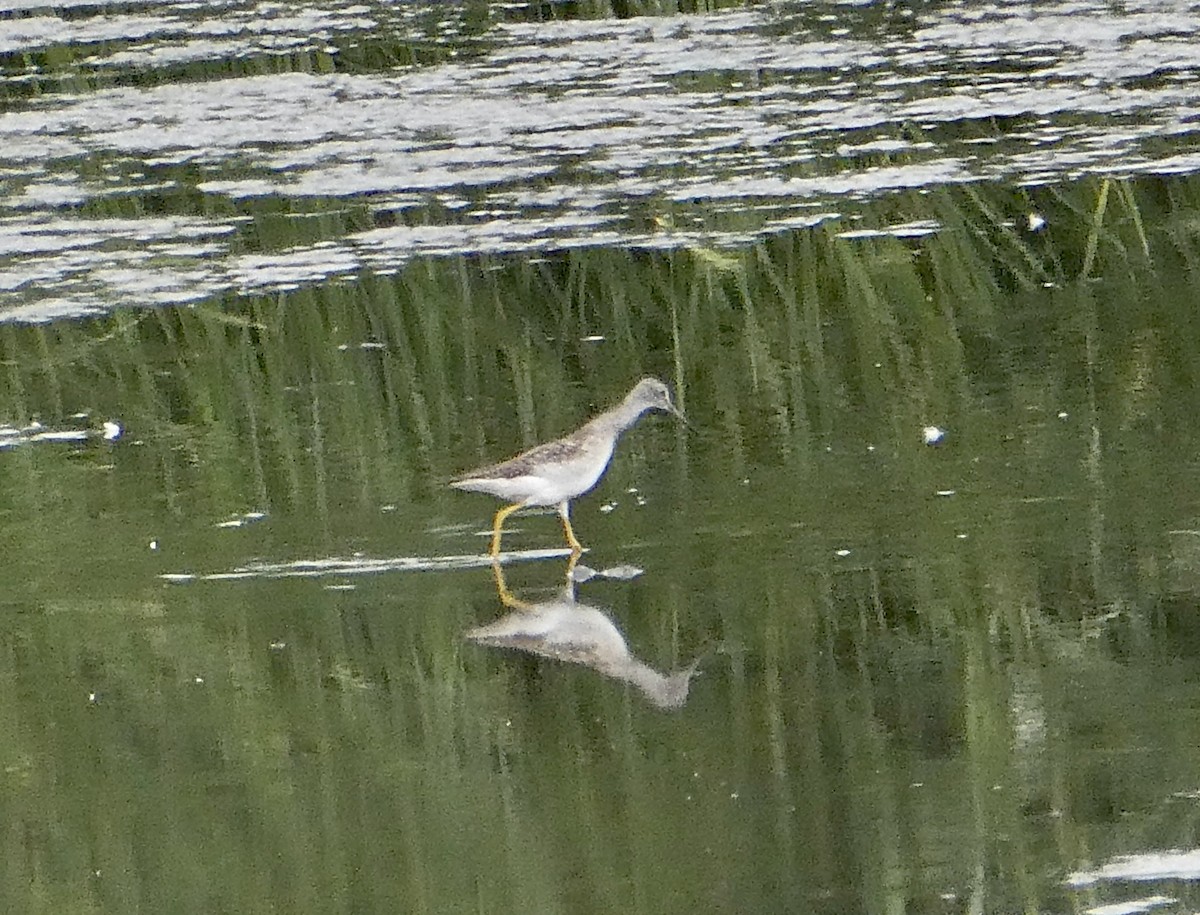 Lesser Yellowlegs - ML641442776