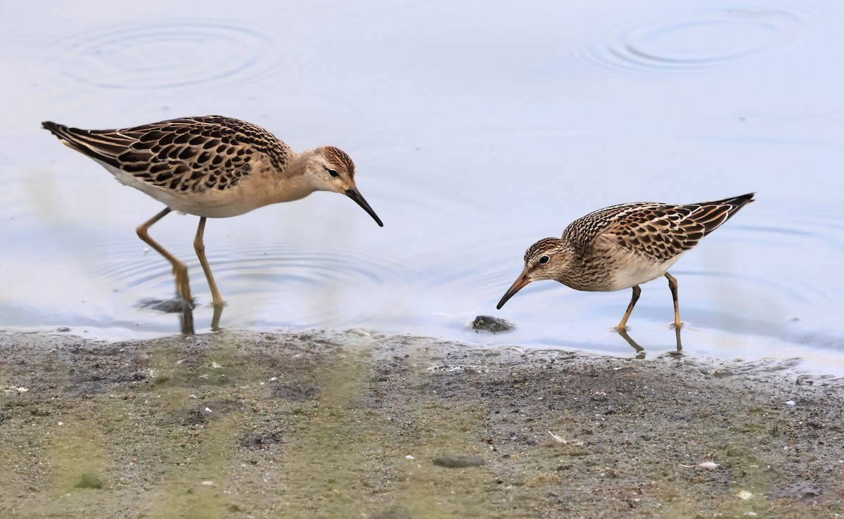 jespák bojovný - ML641442787