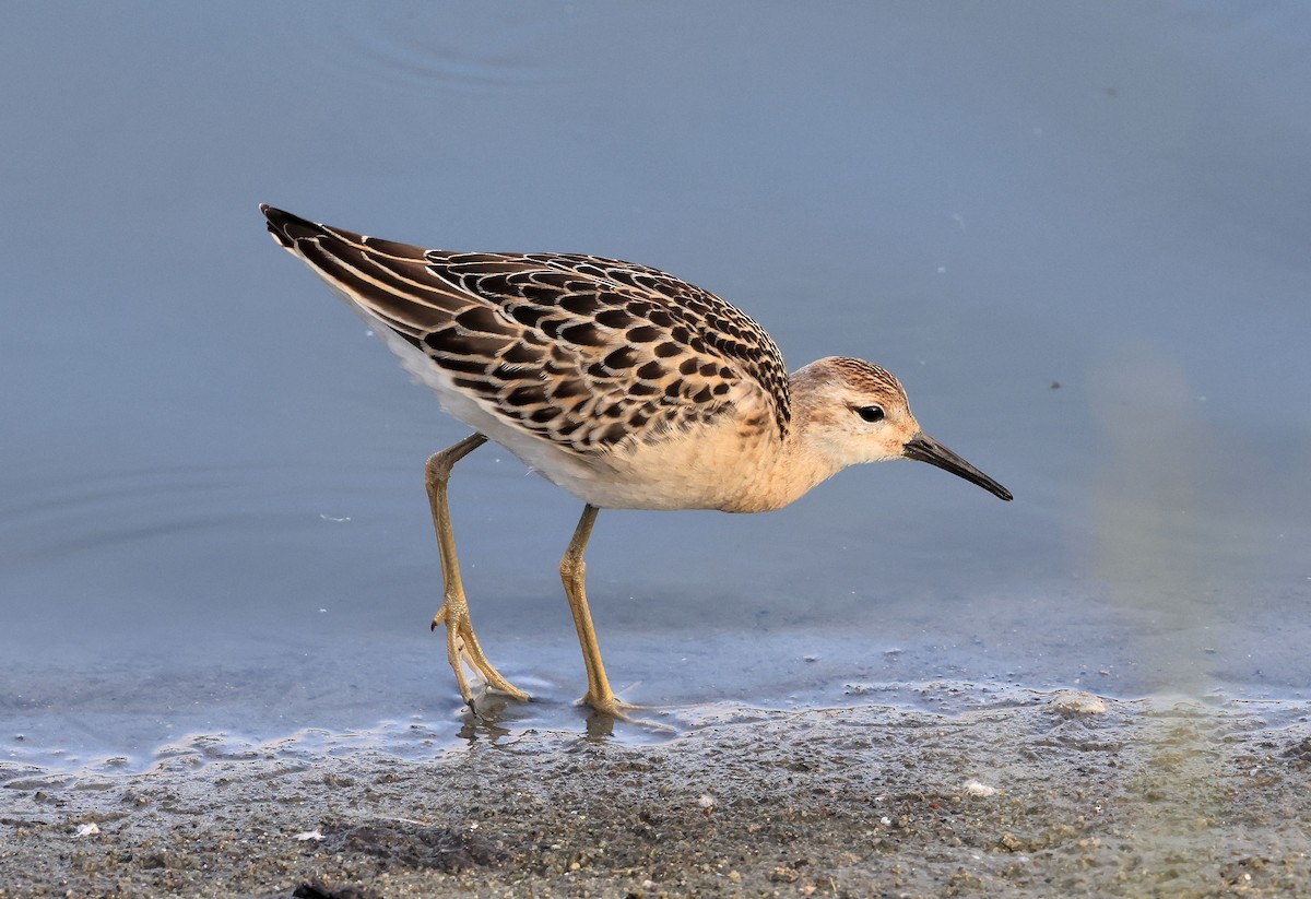 jespák bojovný - ML641442791