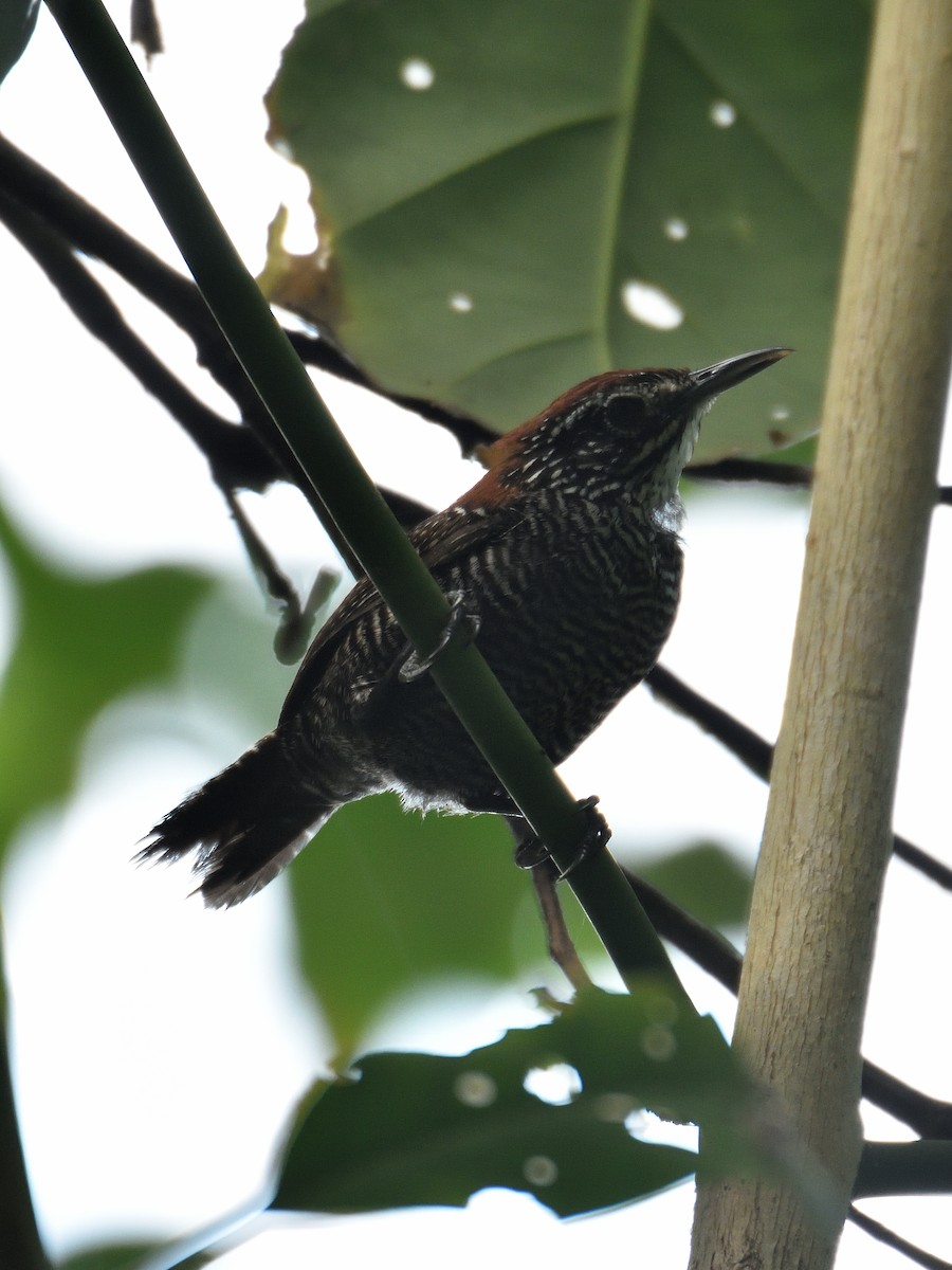 Riverside Wren - ML641442801