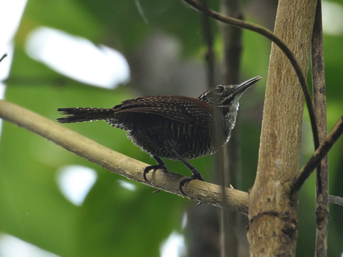 Riverside Wren - ML641442804