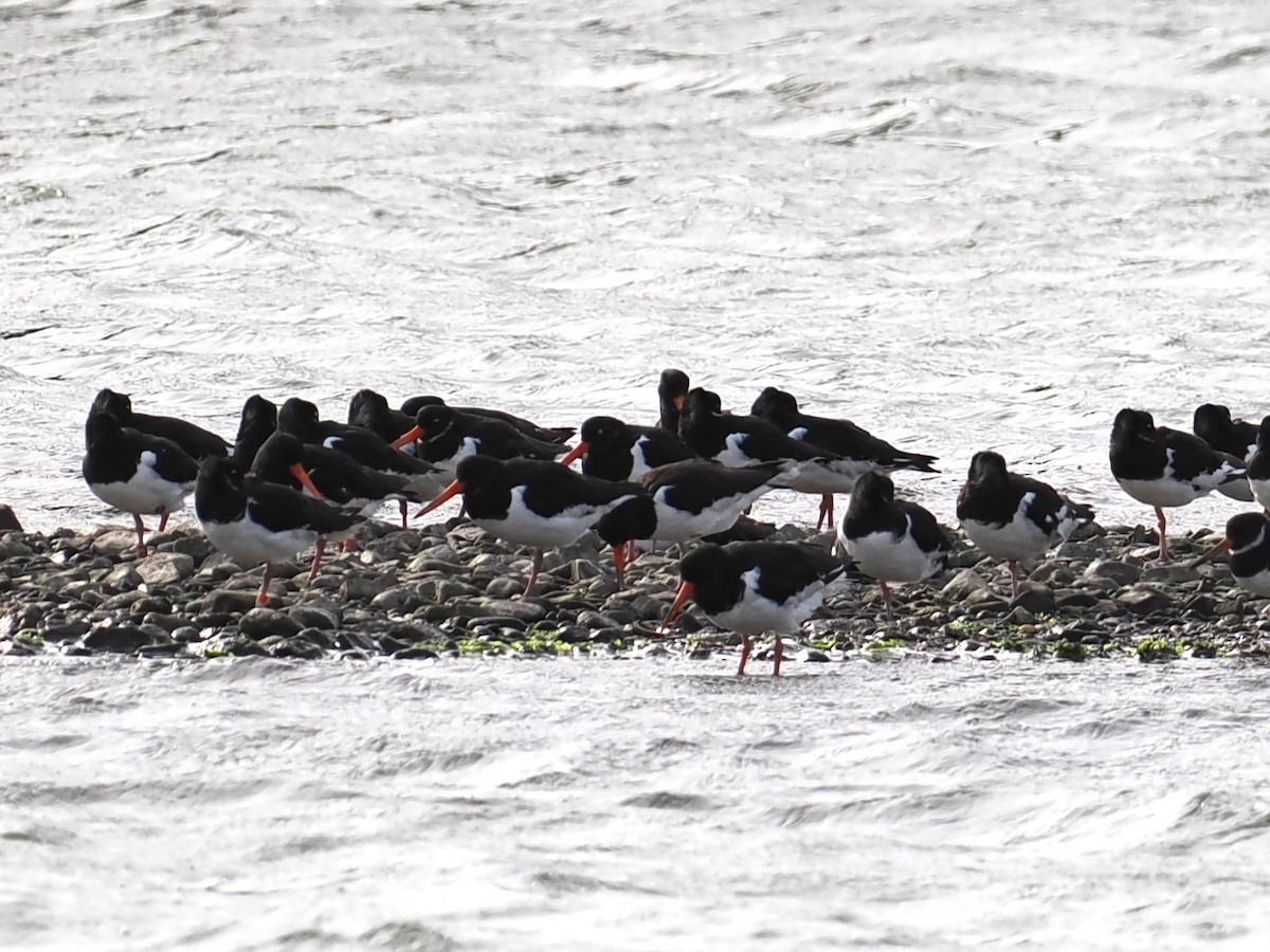 Eurasian Oystercatcher - ML641442817