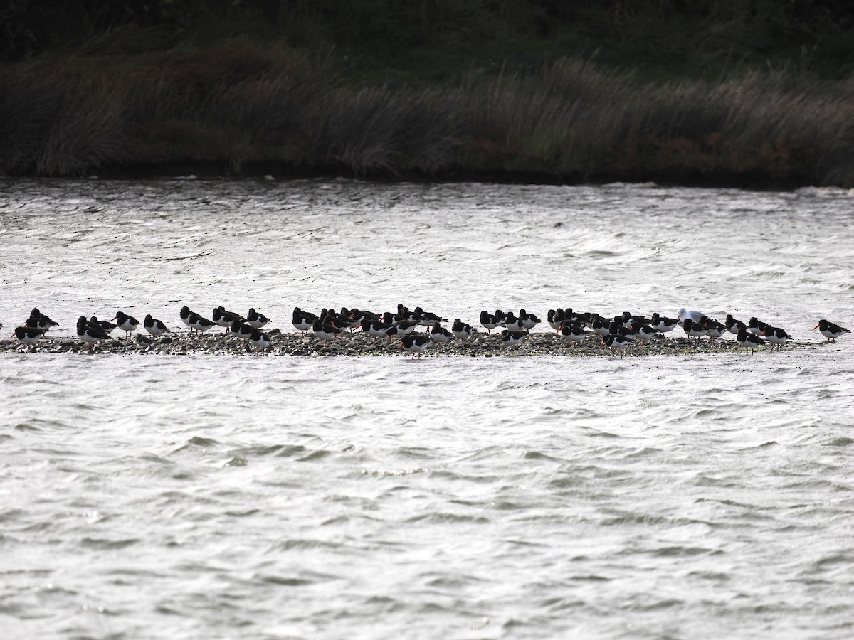 Eurasian Oystercatcher - ML641442818