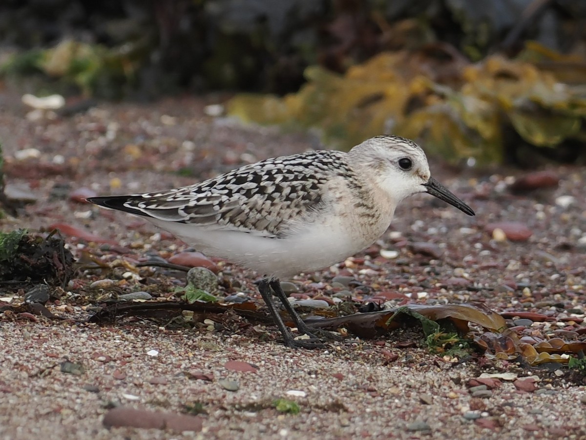 Sanderling - ML641442832