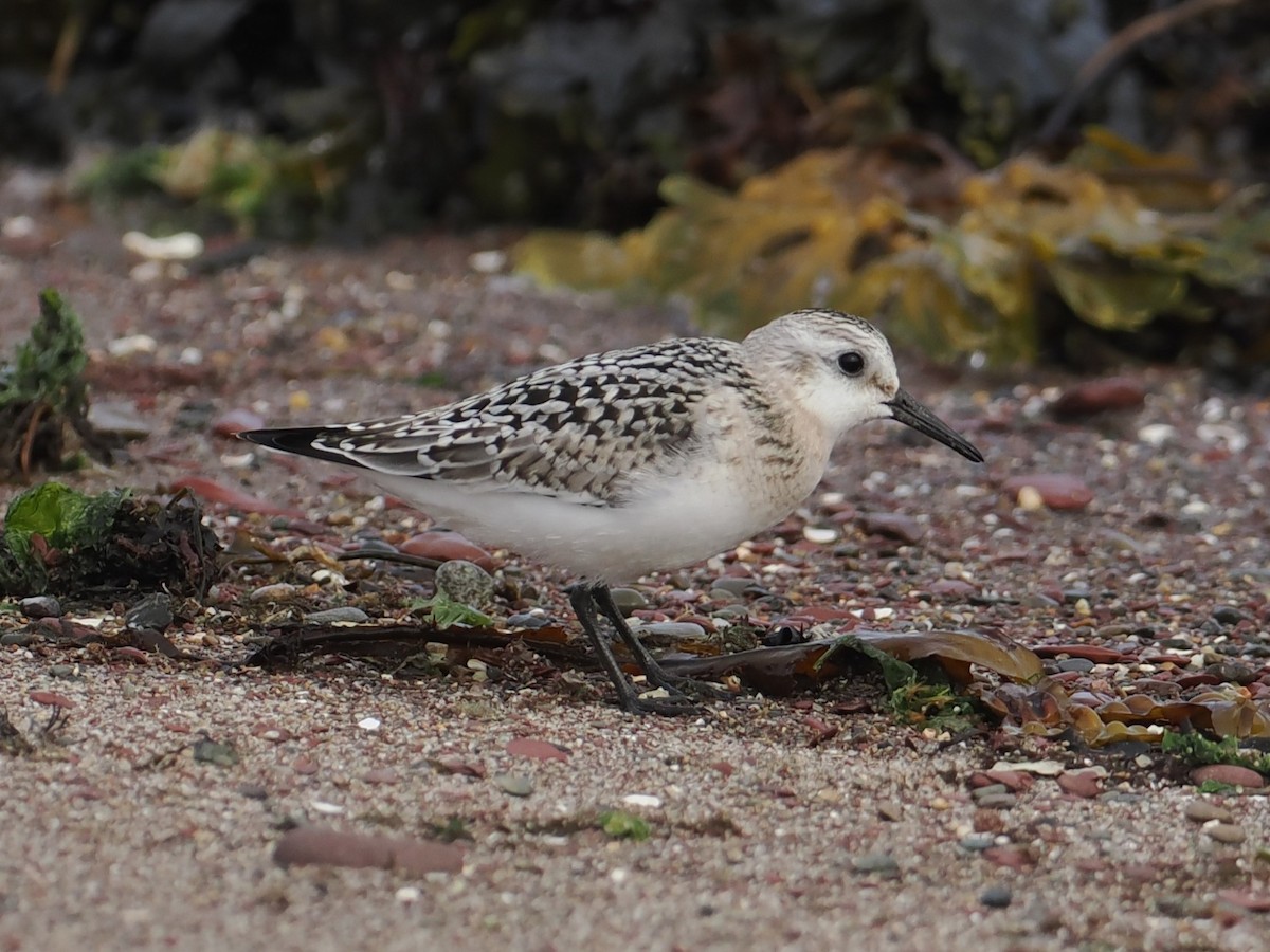 Sanderling - ML641442833
