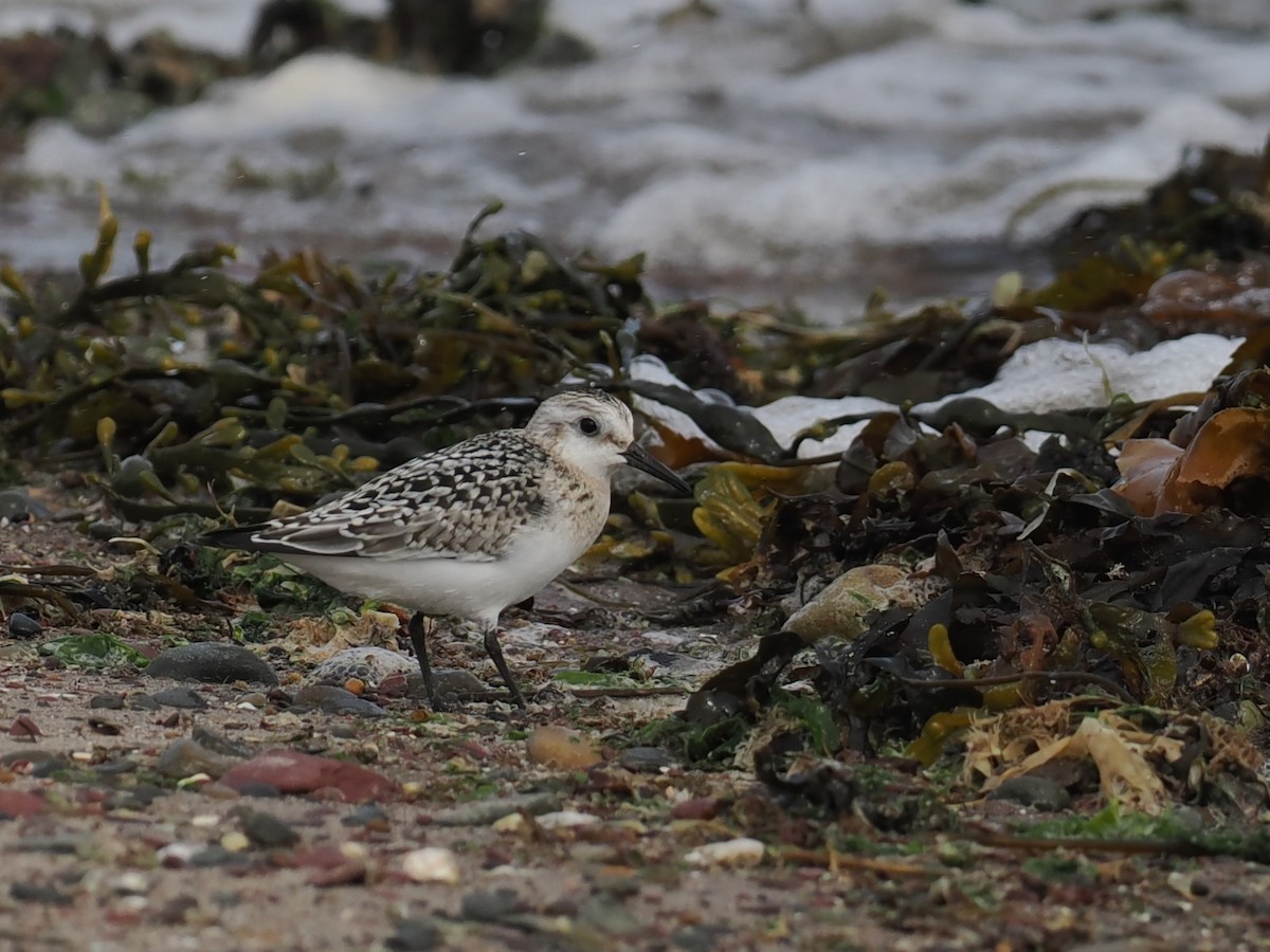 Sanderling - ML641442834