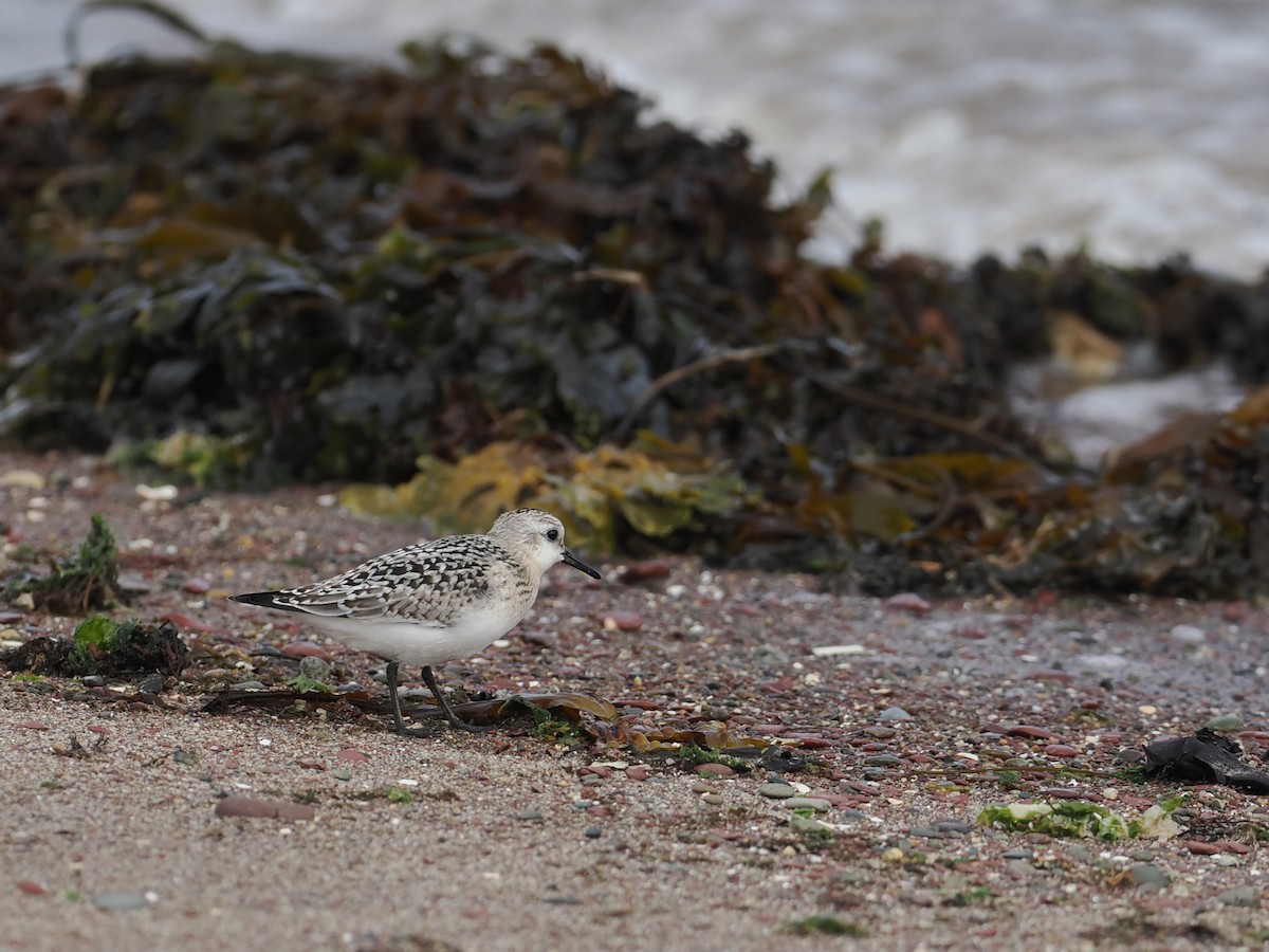 Sanderling - ML641442835