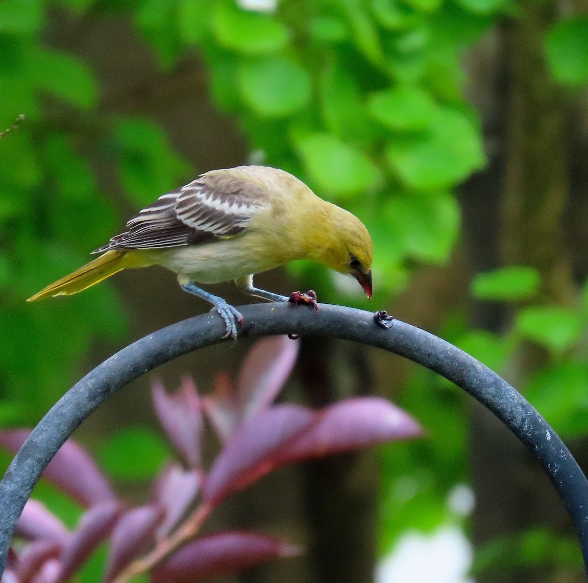 Bullock's Oriole - ML641442849
