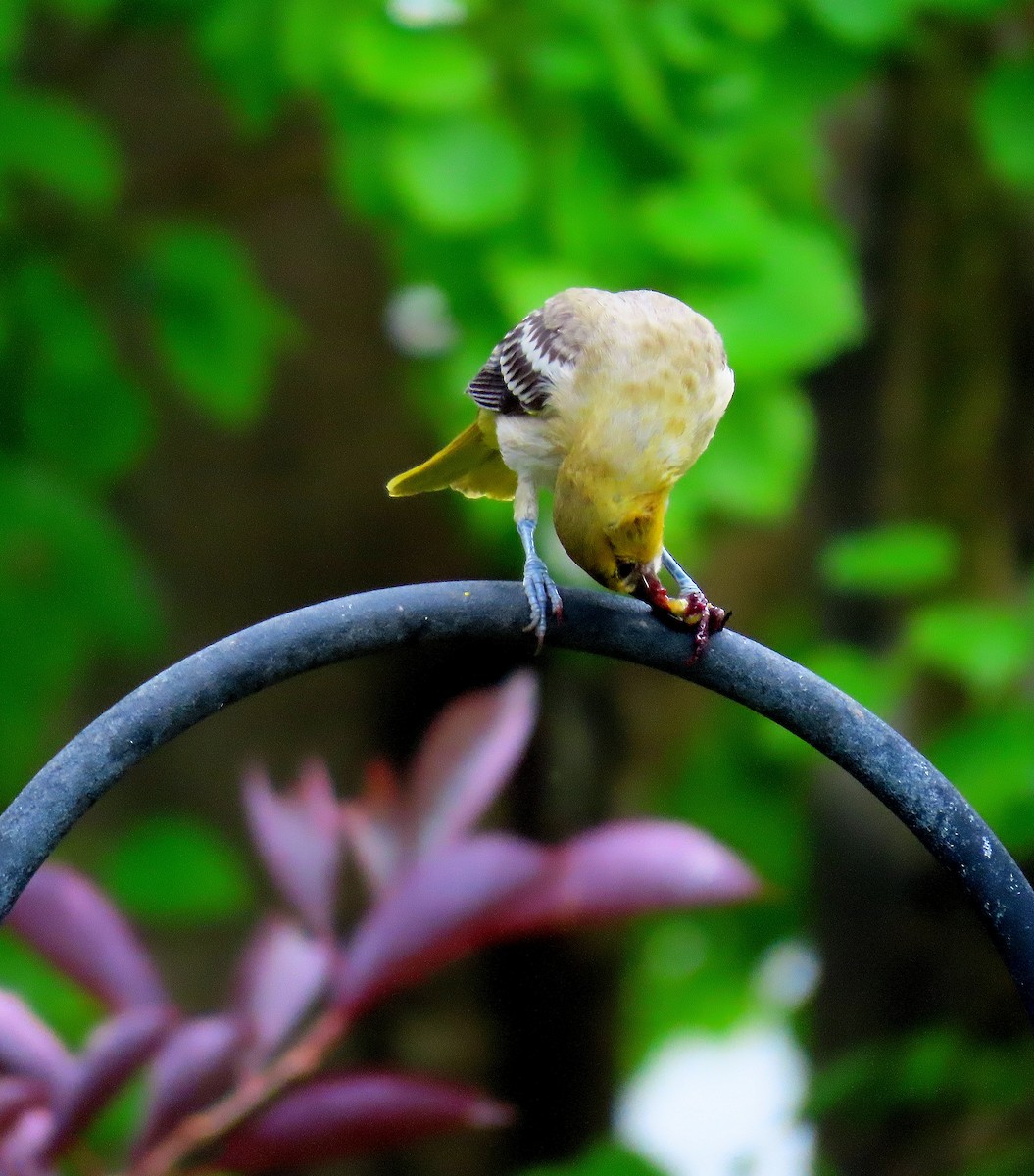 Bullock's Oriole - ML641442850