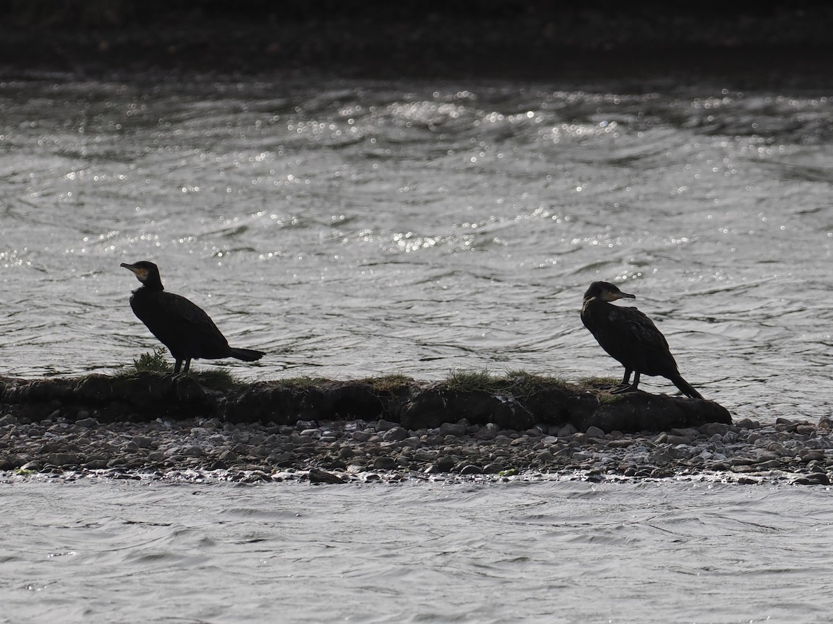 Great Cormorant - ML641442851