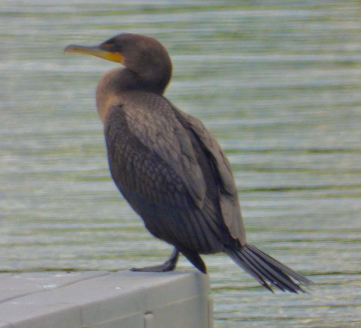 Double-crested Cormorant - ML641442868