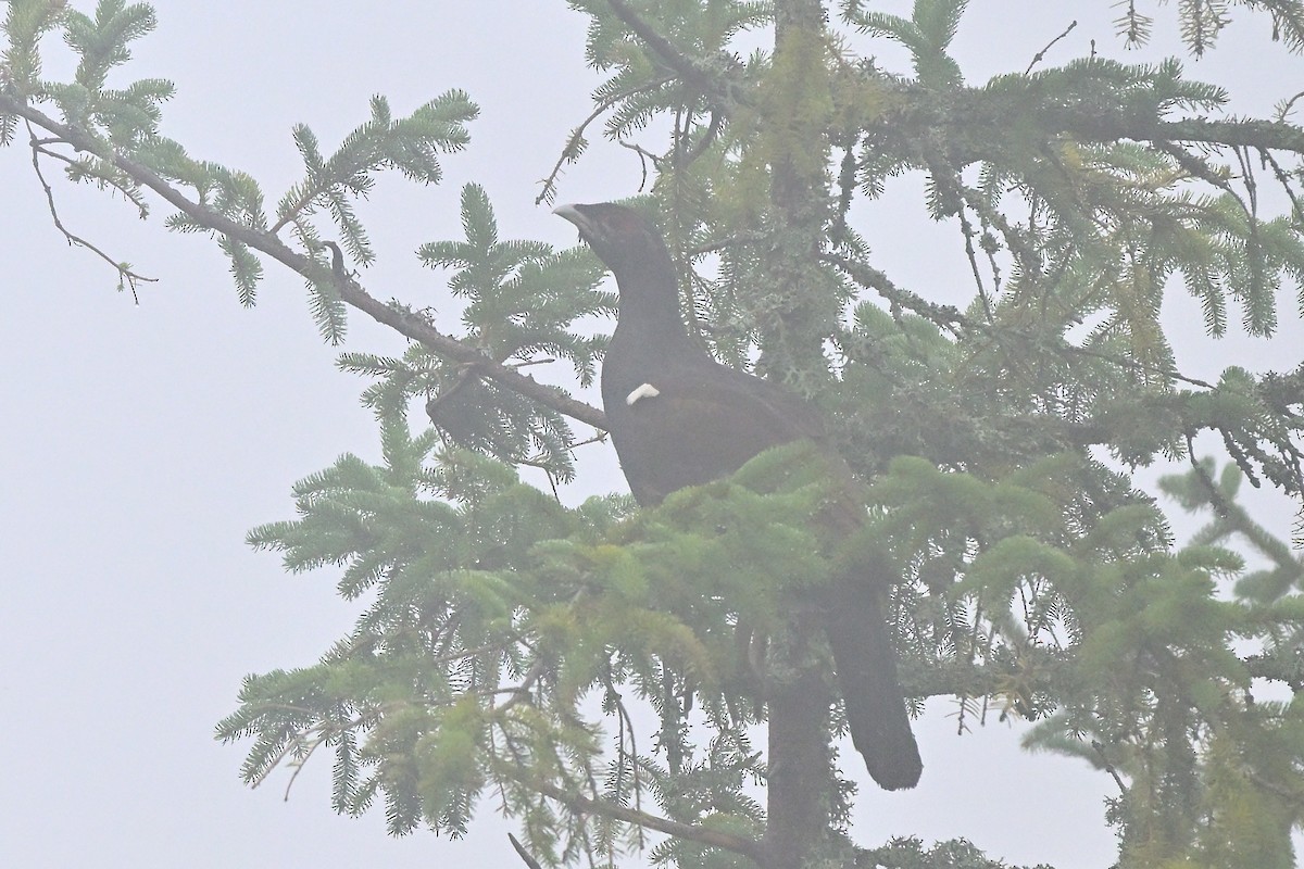 Basoilarra - ML641442869