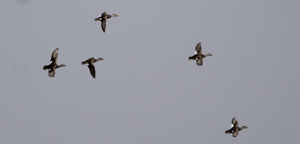 Gadwall - ML641442875