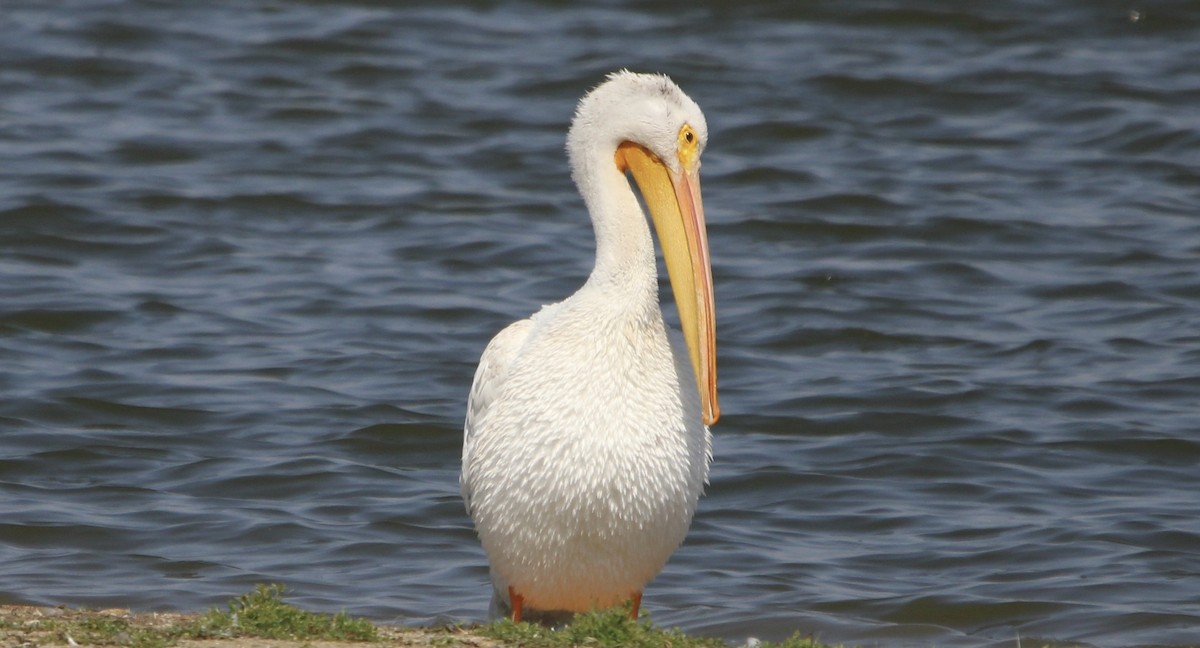 American White Pelican - ML641442878