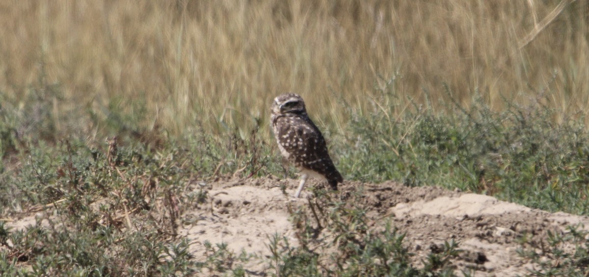 Burrowing Owl - ML641442896