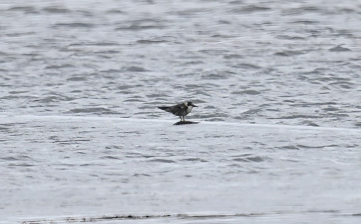 Black Tern - ML641442968