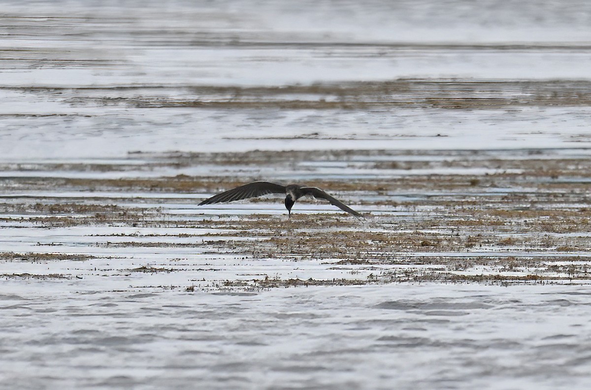 Black Tern - ML641442969