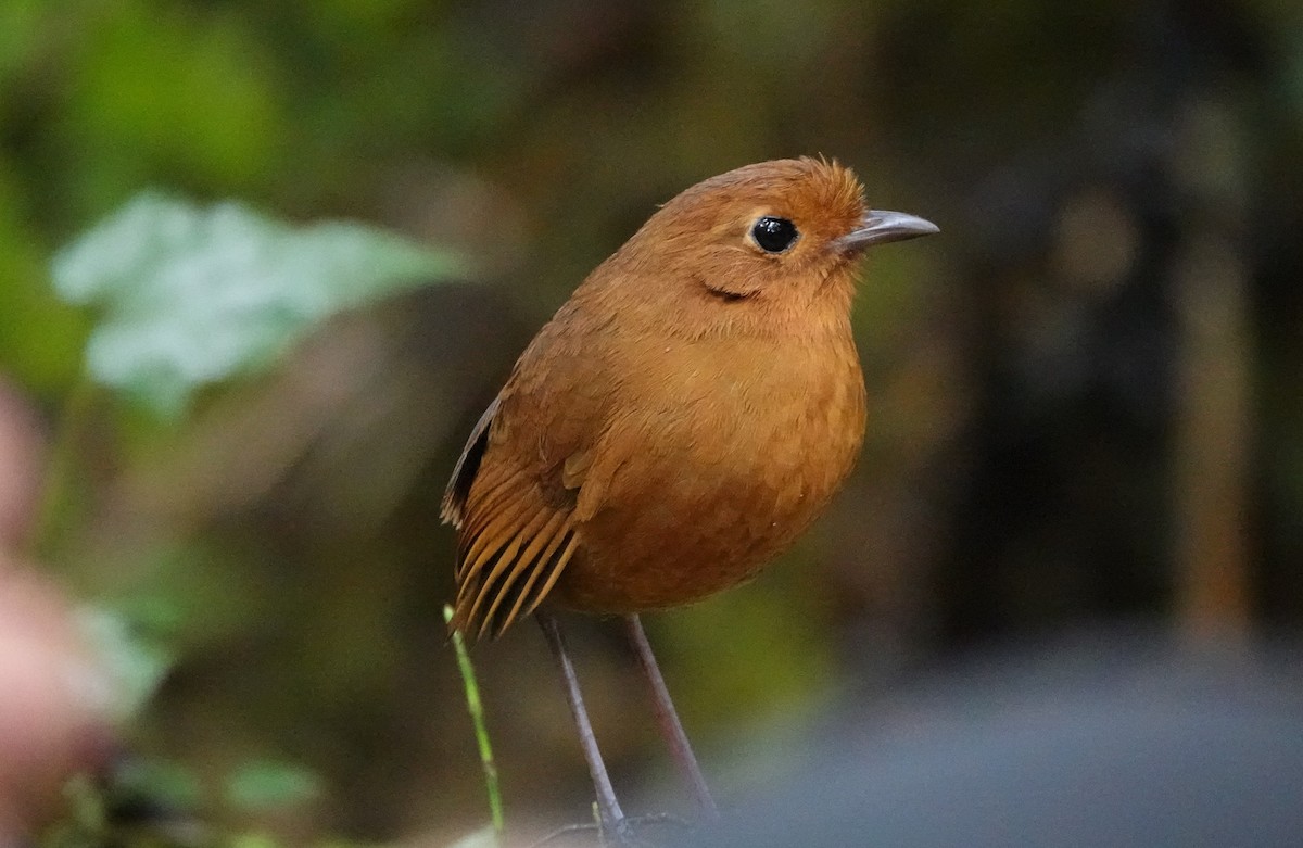 Equatorial Antpitta - ML641442983
