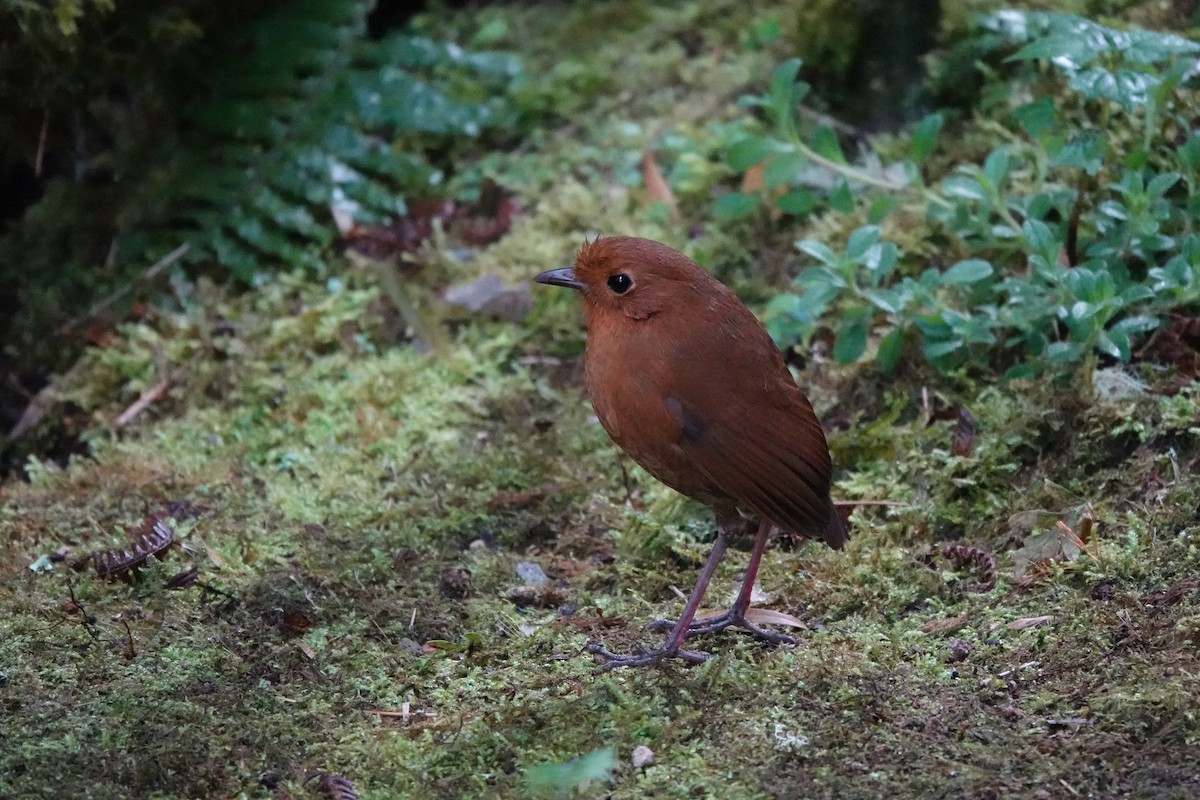 Equatorial Antpitta - ML641442987
